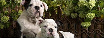 Father & Son Olde English Bulldogge Facebook Covers Facebook Covers